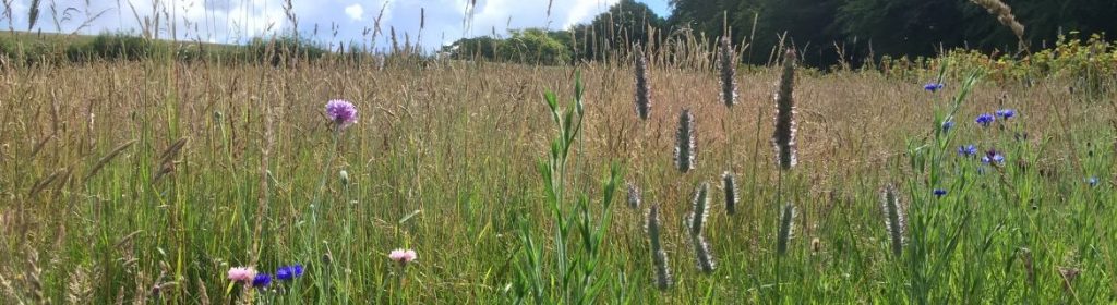 wildflower meadow at royal oak farm